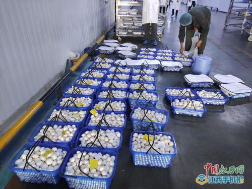 江西中田投資12億工廠化生產(chǎn)有機(jī)蘑菇，開啟現(xiàn)代農(nóng)業(yè)新篇章